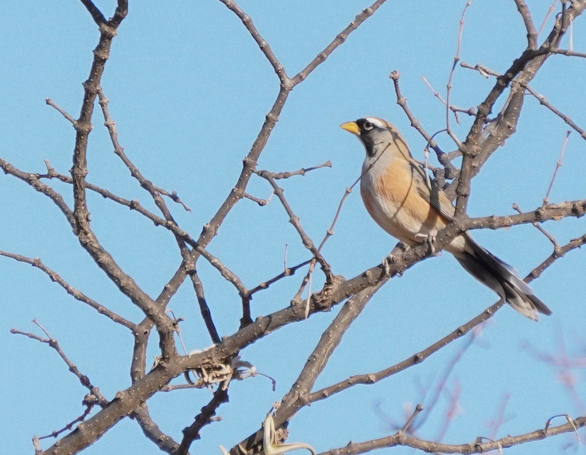 Many-colored Chaco Finch - ML640929765