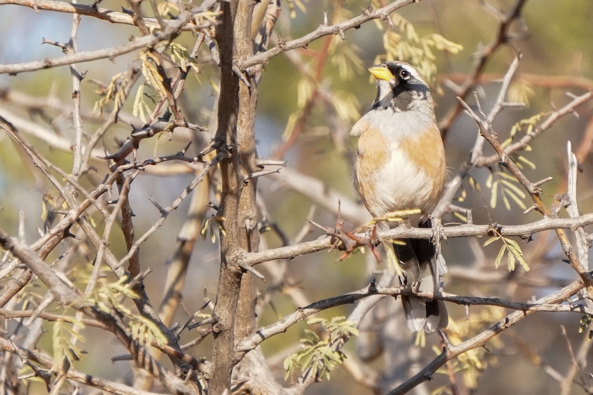 Many-colored Chaco Finch - ML640929766