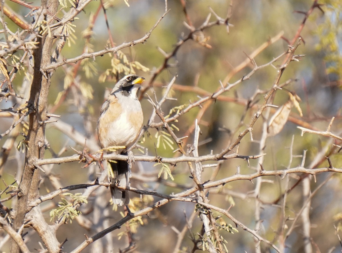 Many-colored Chaco Finch - ML640929767