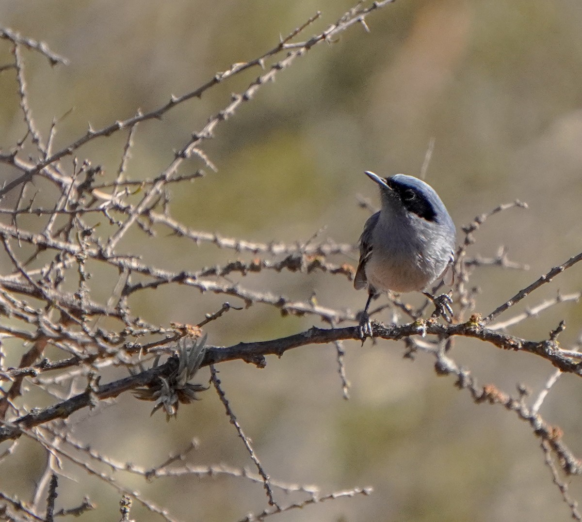 Masked Gnatcatcher - ML640929771