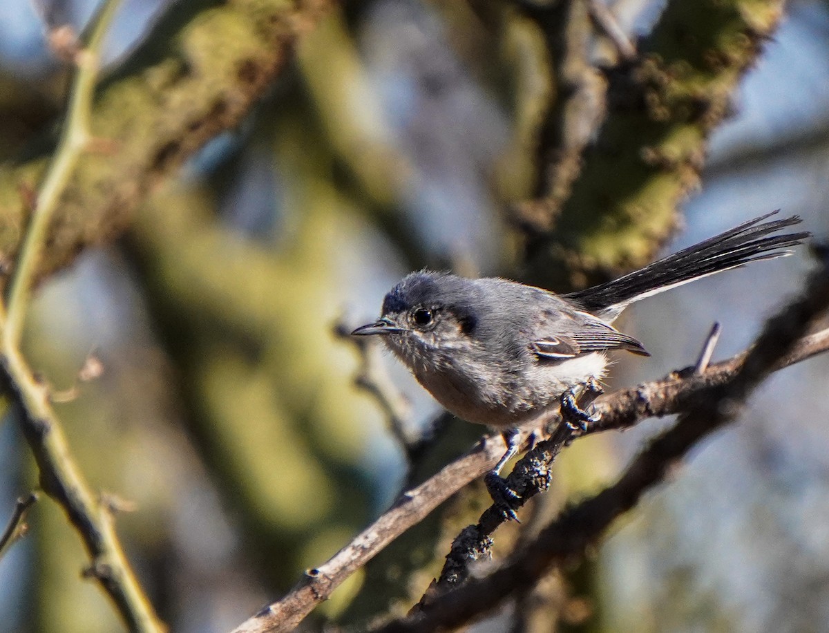 Masked Gnatcatcher - ML640929773