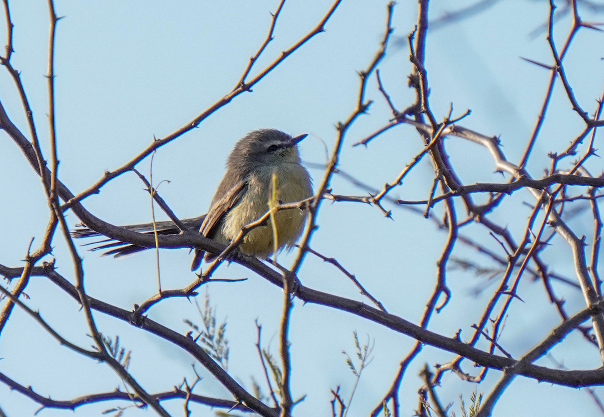 Greater Wagtail-Tyrant - ML640929777