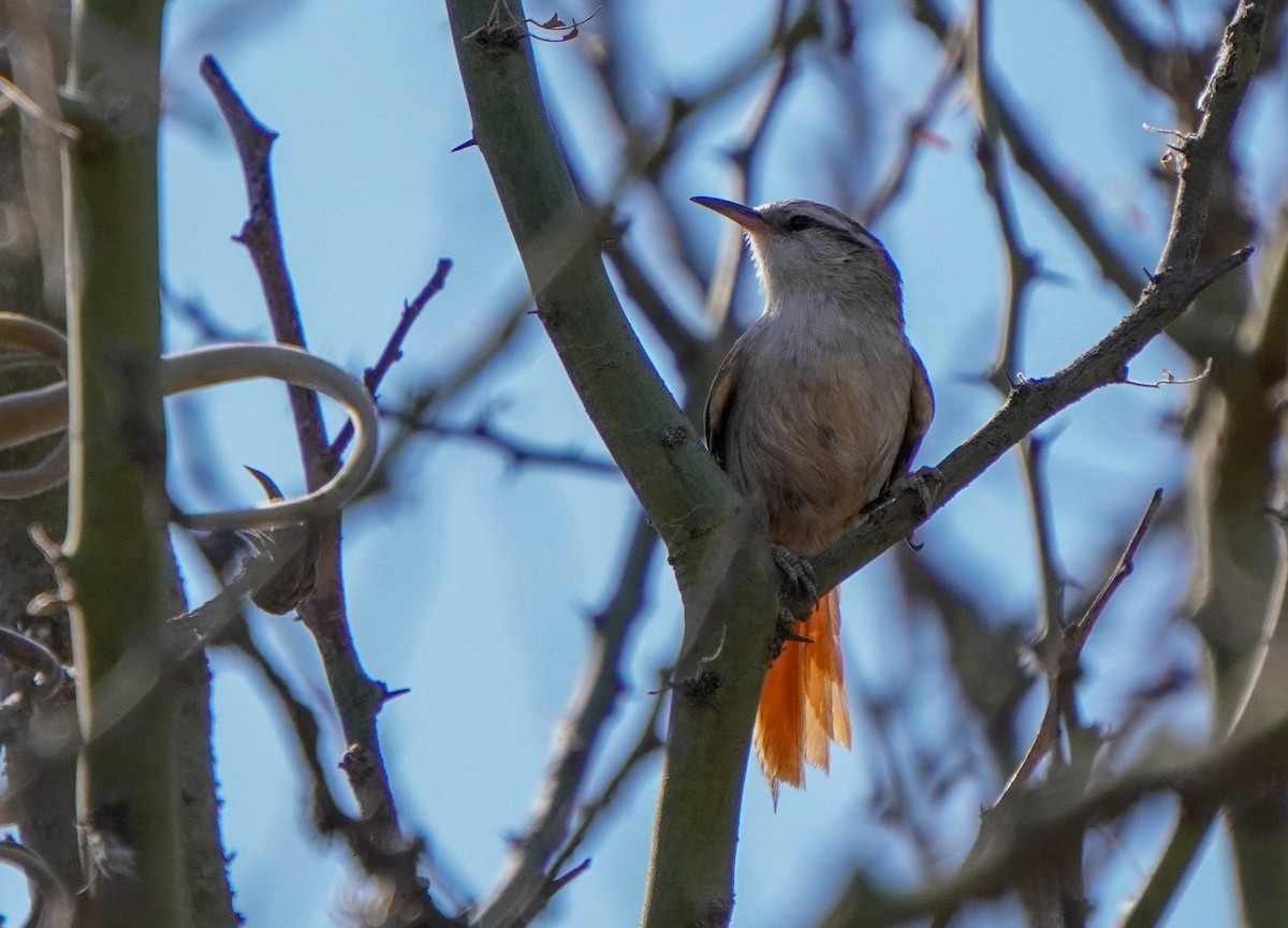 Stripe-crowned Spinetail - ML640929797