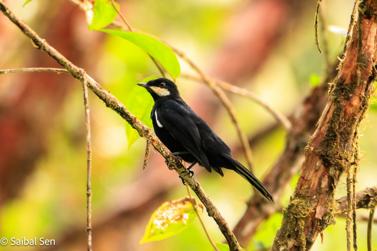 Black Solitaire - ML640929804
