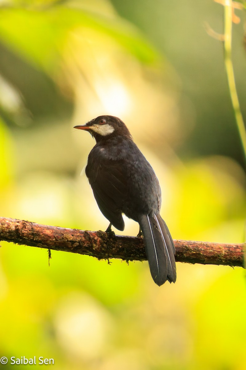 Black Solitaire - ML640929806