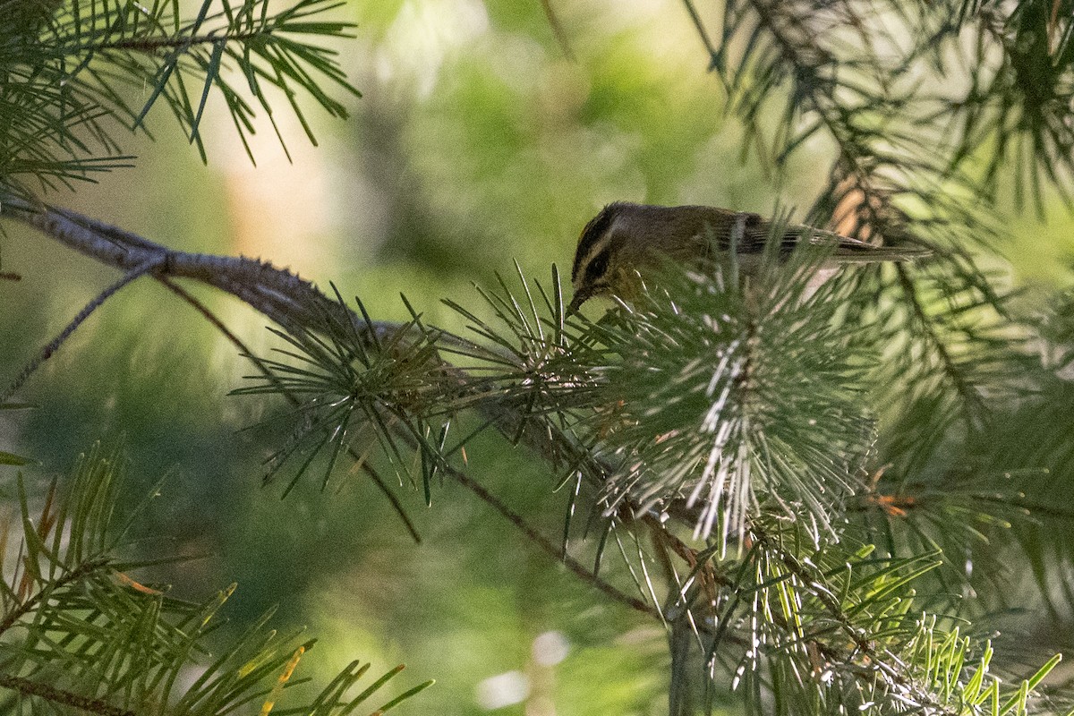 Golden-crowned Kinglet - ML640929824