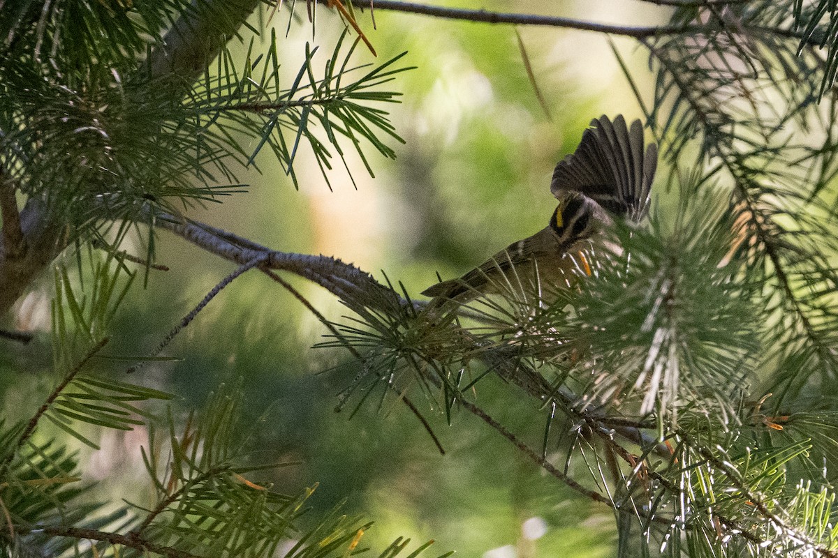 Golden-crowned Kinglet - ML640929825