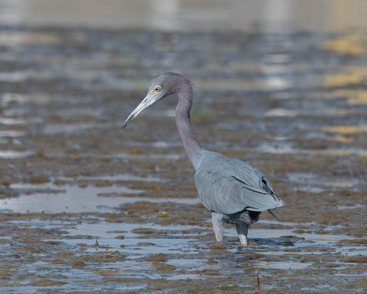 Little Blue Heron - ML640929905