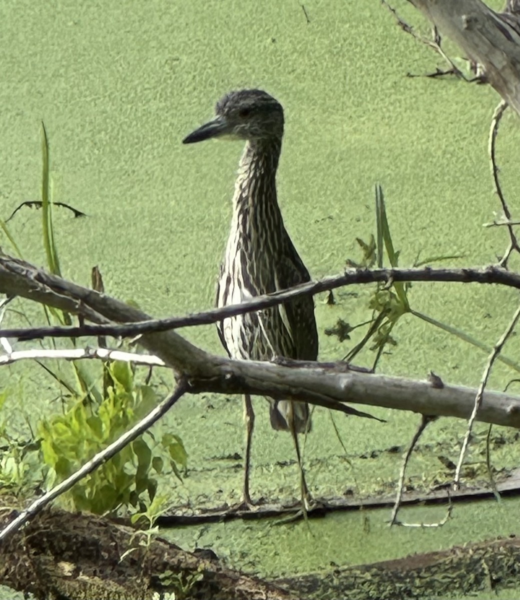Yellow-crowned Night Heron - ML640929946