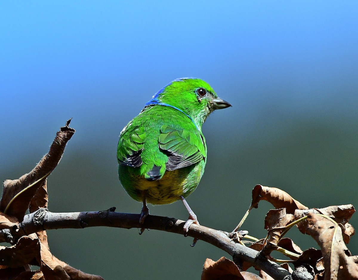 Golden-browed Chlorophonia - ML640929974