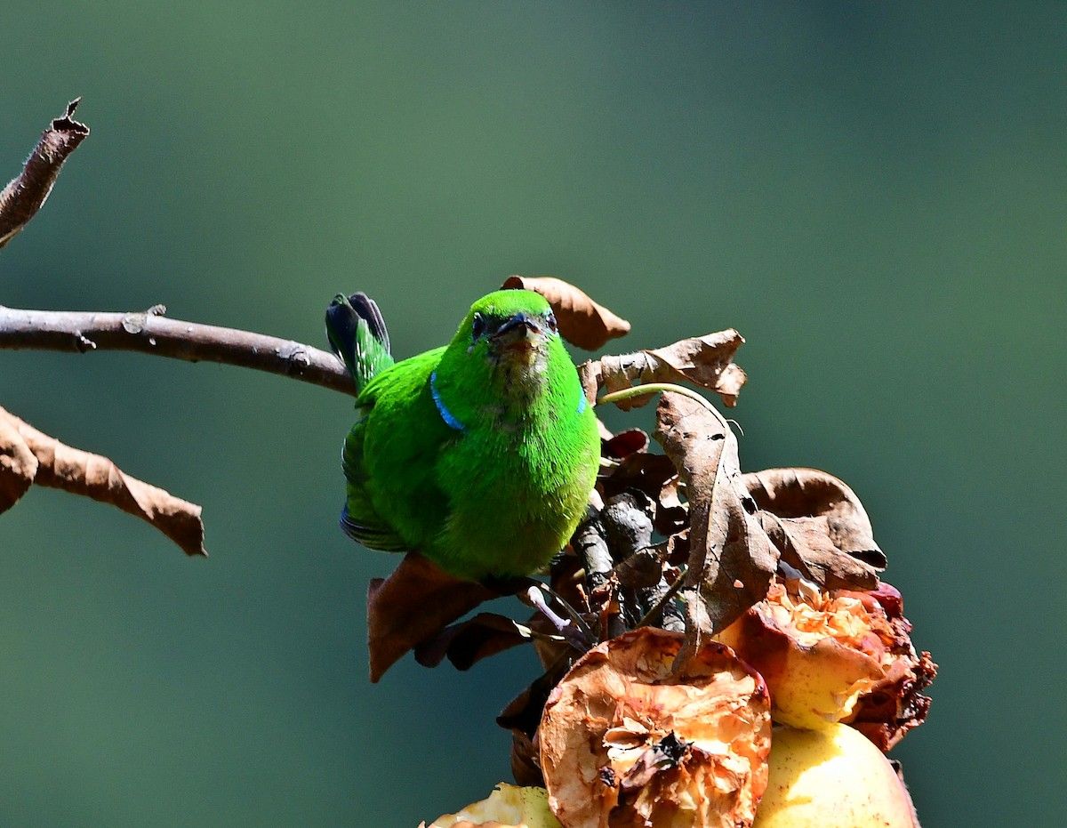Golden-browed Chlorophonia - ML640929985