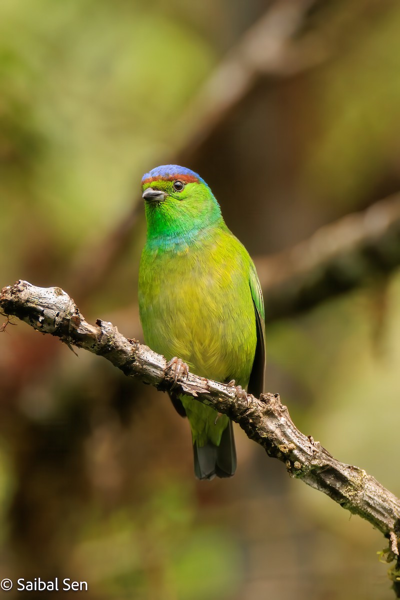 Chestnut-breasted Chlorophonia - ML640929990