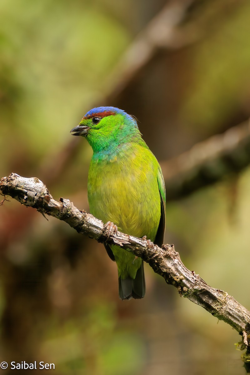 Chestnut-breasted Chlorophonia - ML640929991