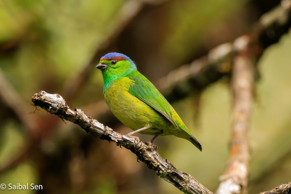 Chestnut-breasted Chlorophonia - ML640929992