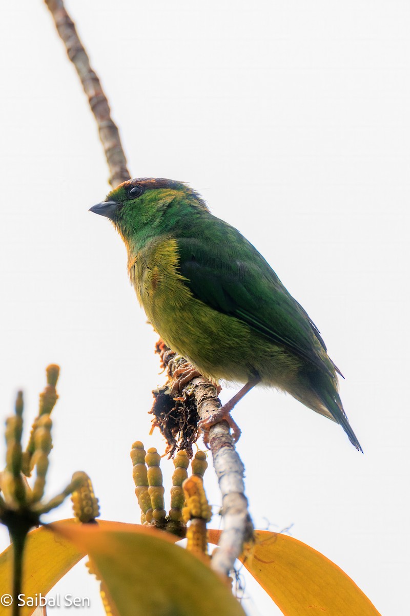 Chestnut-breasted Chlorophonia - ML640929993