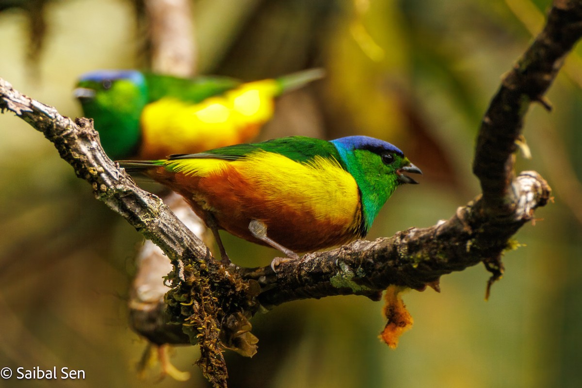 Chestnut-breasted Chlorophonia - ML640929994