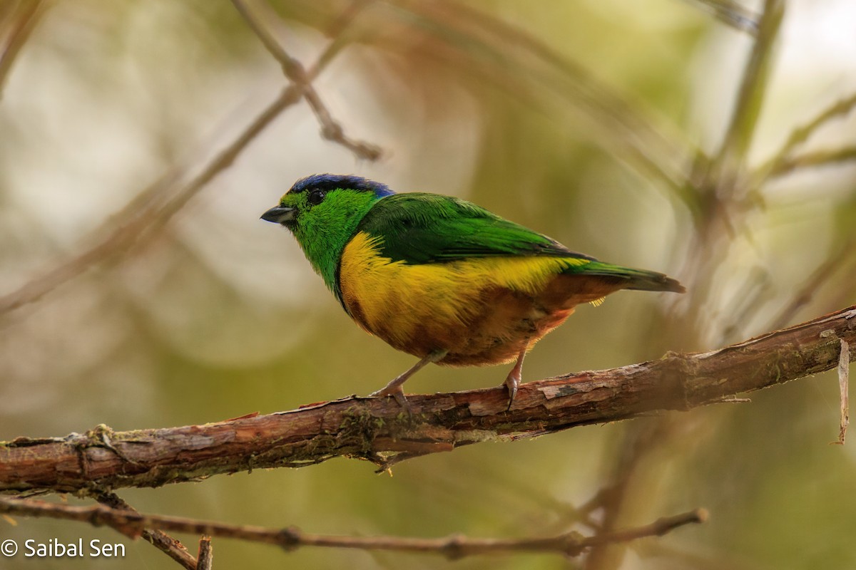 Chestnut-breasted Chlorophonia - ML640929995
