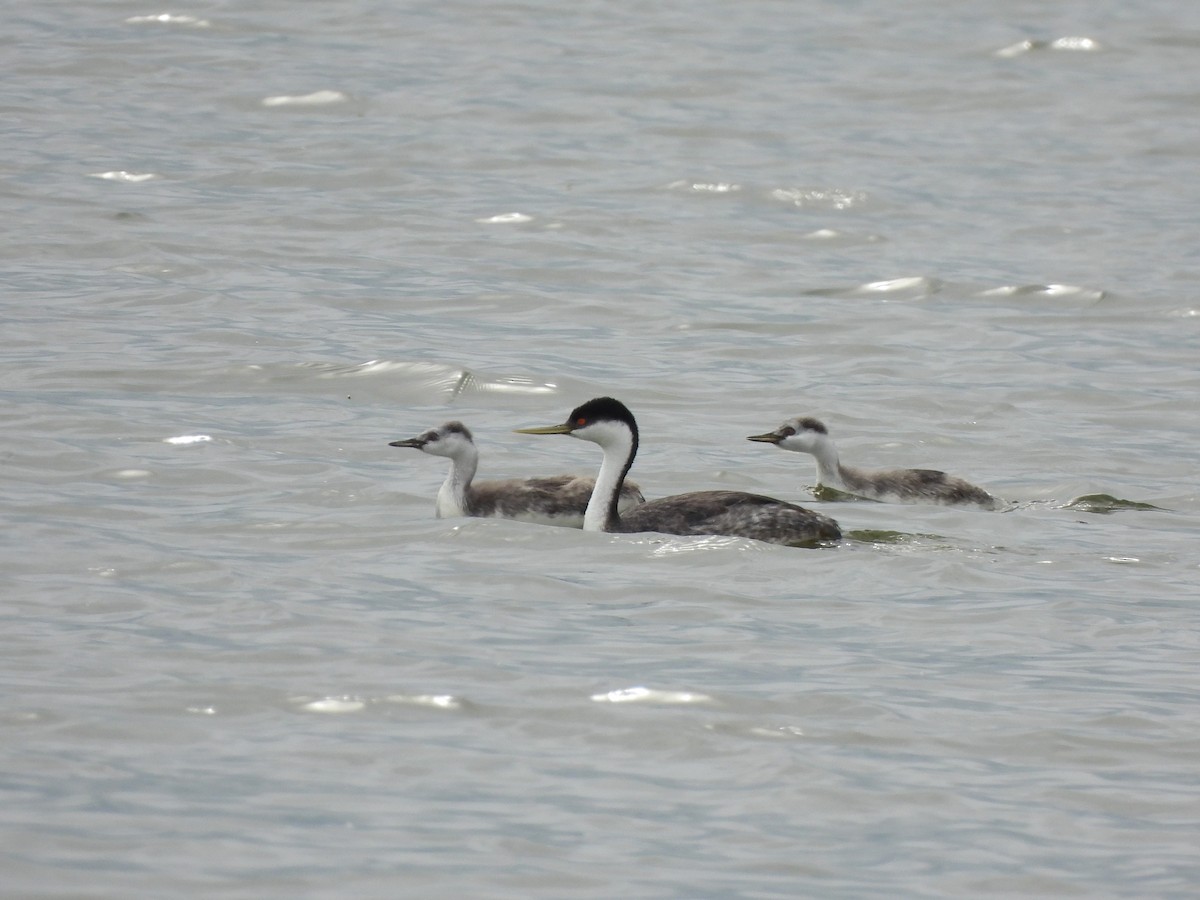 Western Grebe - ML640930000