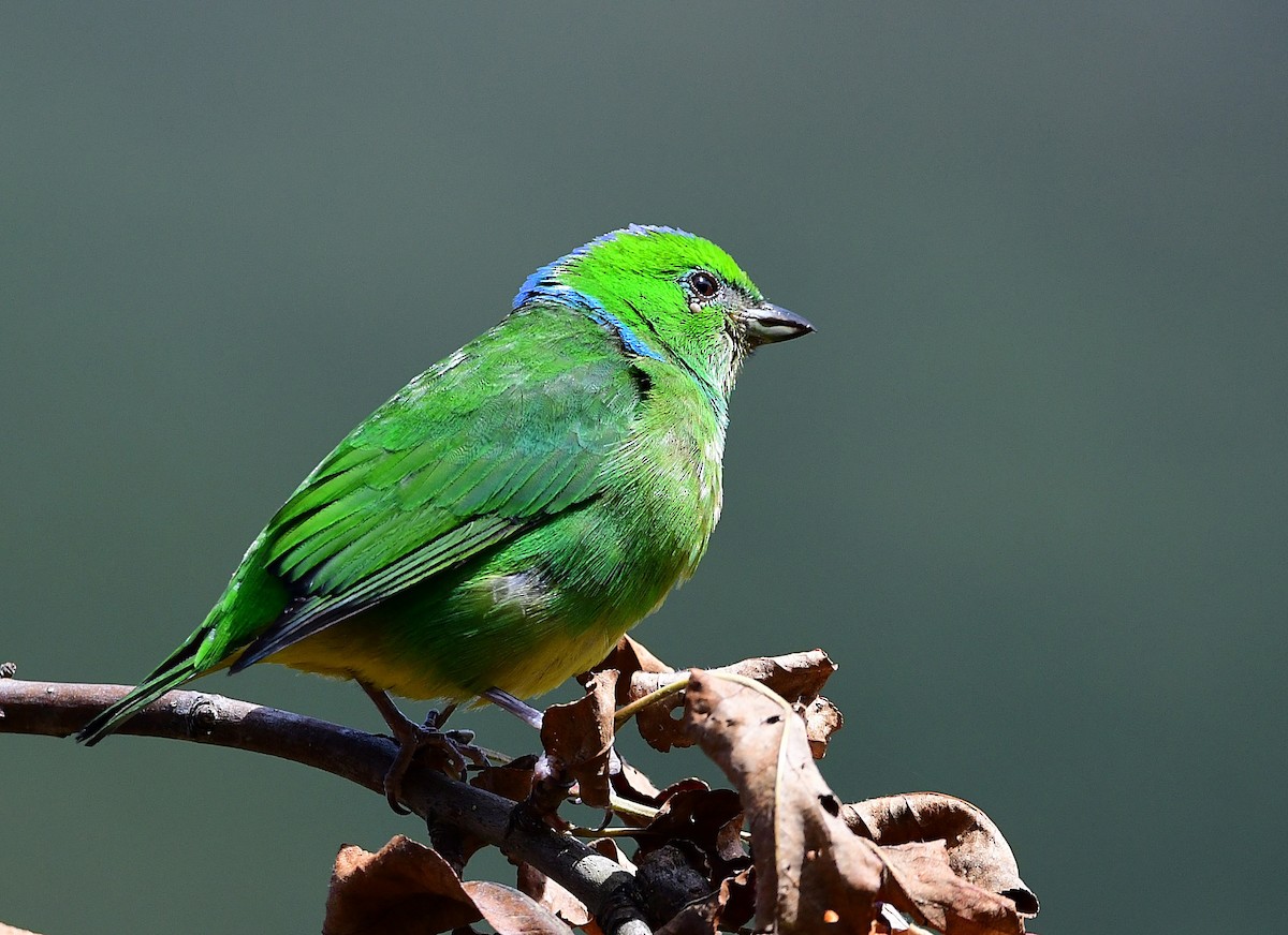 Golden-browed Chlorophonia - ML640930002