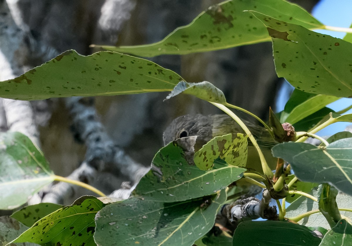 Nashville Warbler - ML640930076