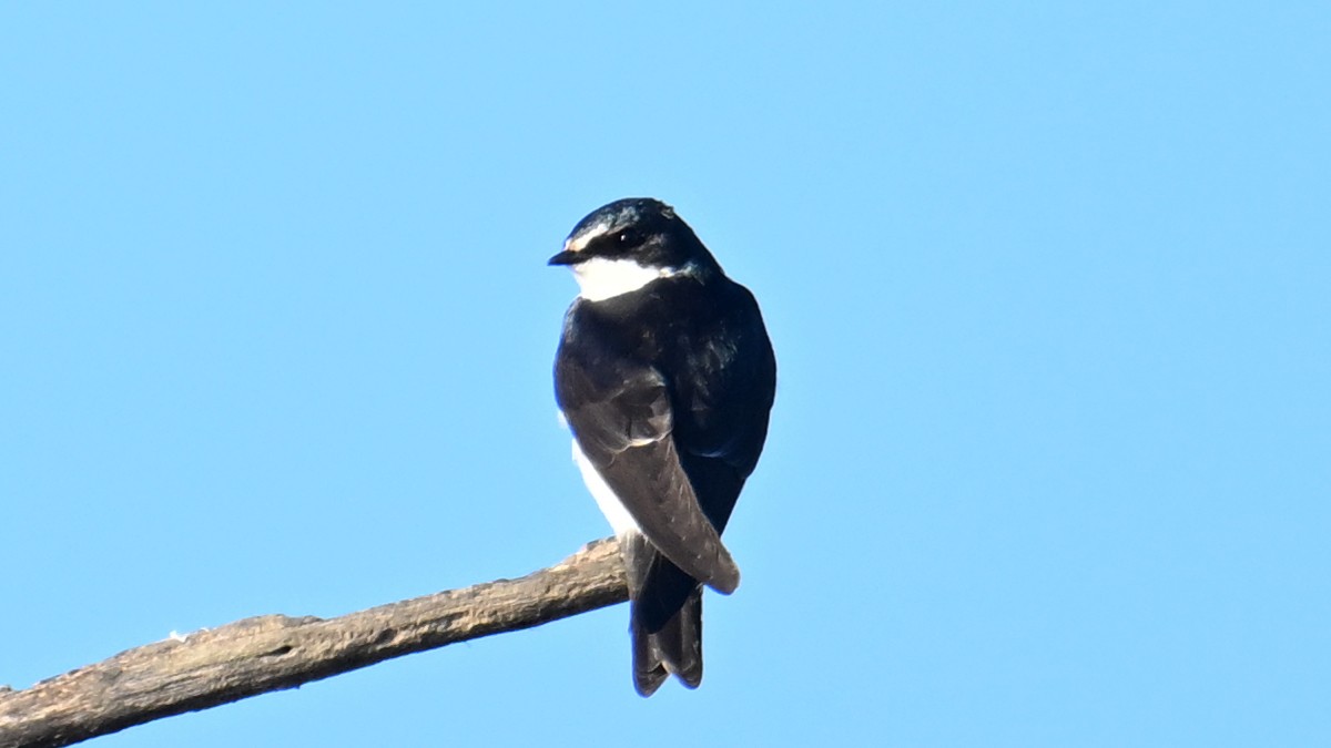 White-rumped Swallow - ML640930102