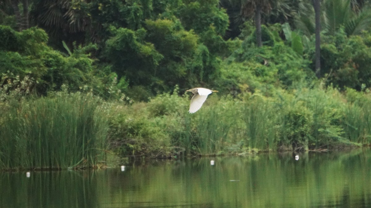 mangrovehegre - ML640930136