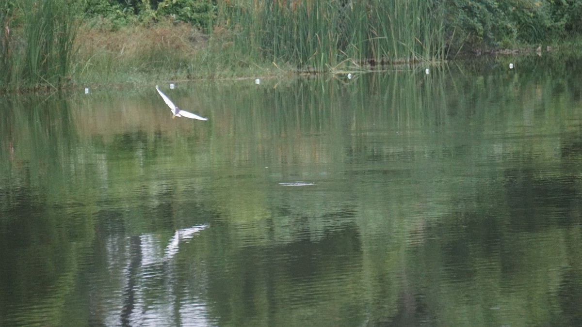 mangrovehegre - ML640930137