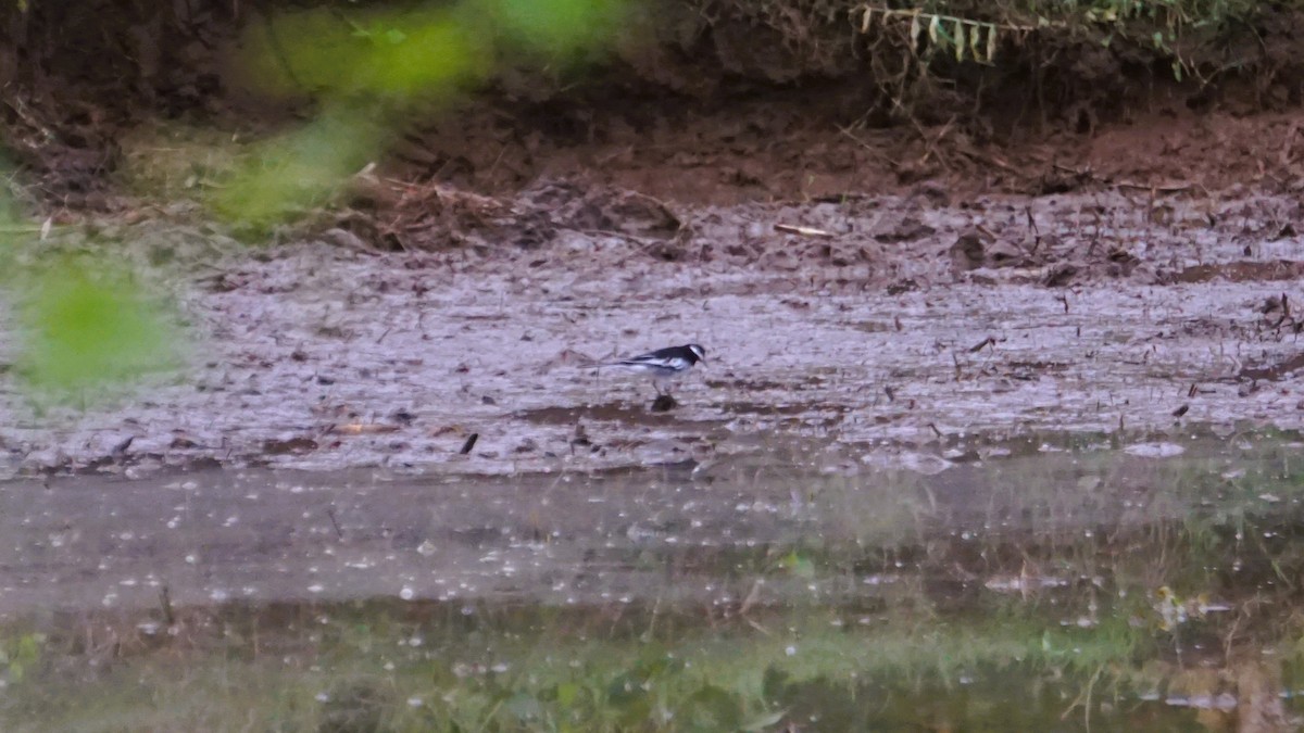 White-browed Wagtail - ML640930149