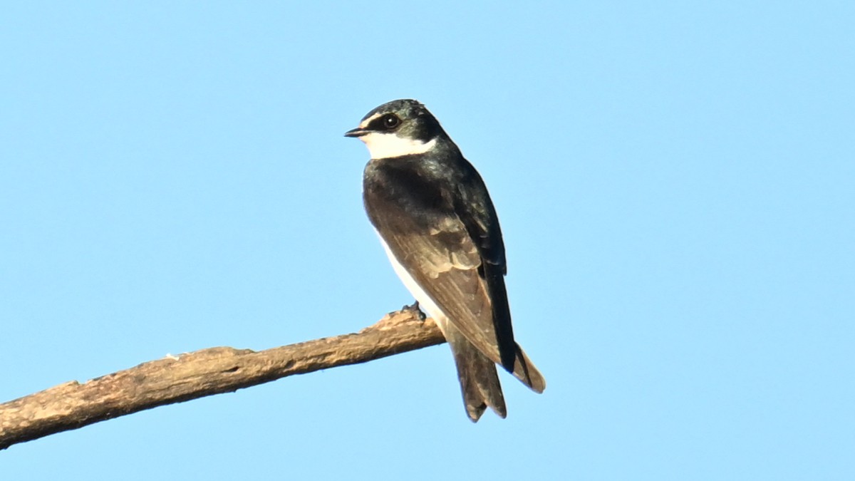 White-rumped Swallow - ML640930188