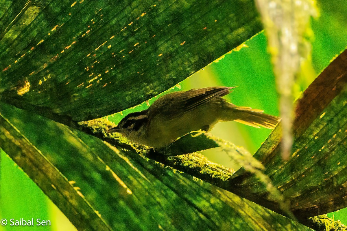 Three-striped Warbler - ML640930241