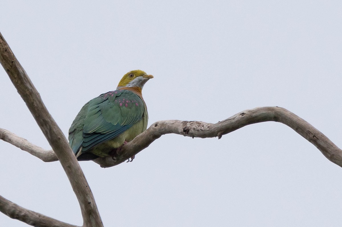 Pink-spotted Fruit-Dove - ML640930253
