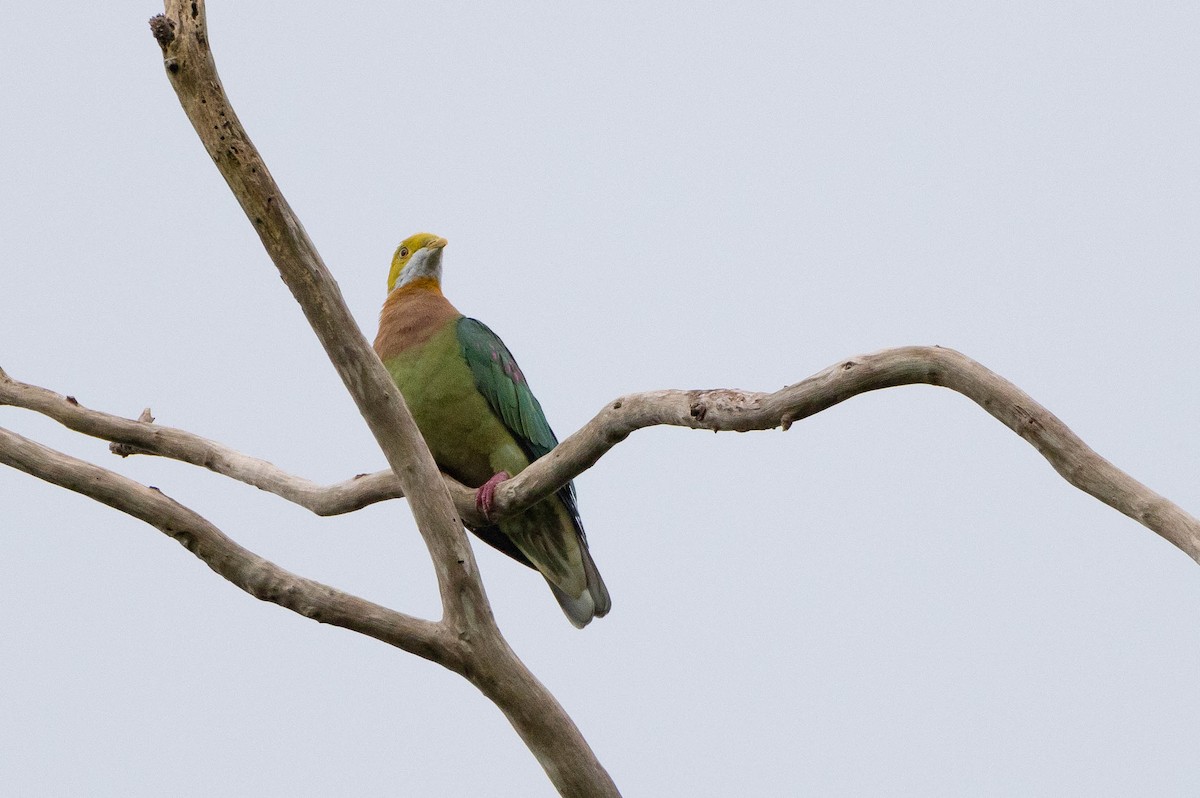 Pink-spotted Fruit-Dove - ML640930254