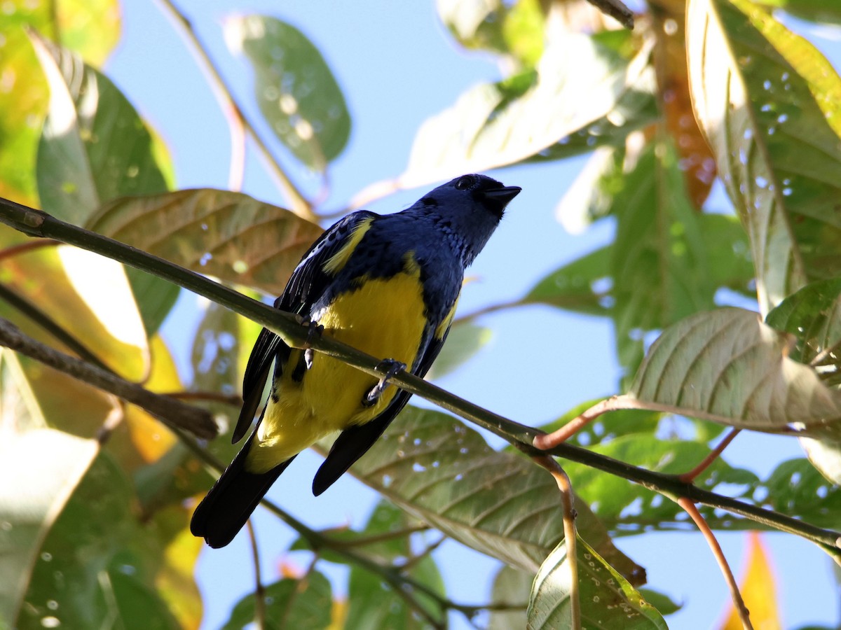 Turquoise Tanager - ML640930329