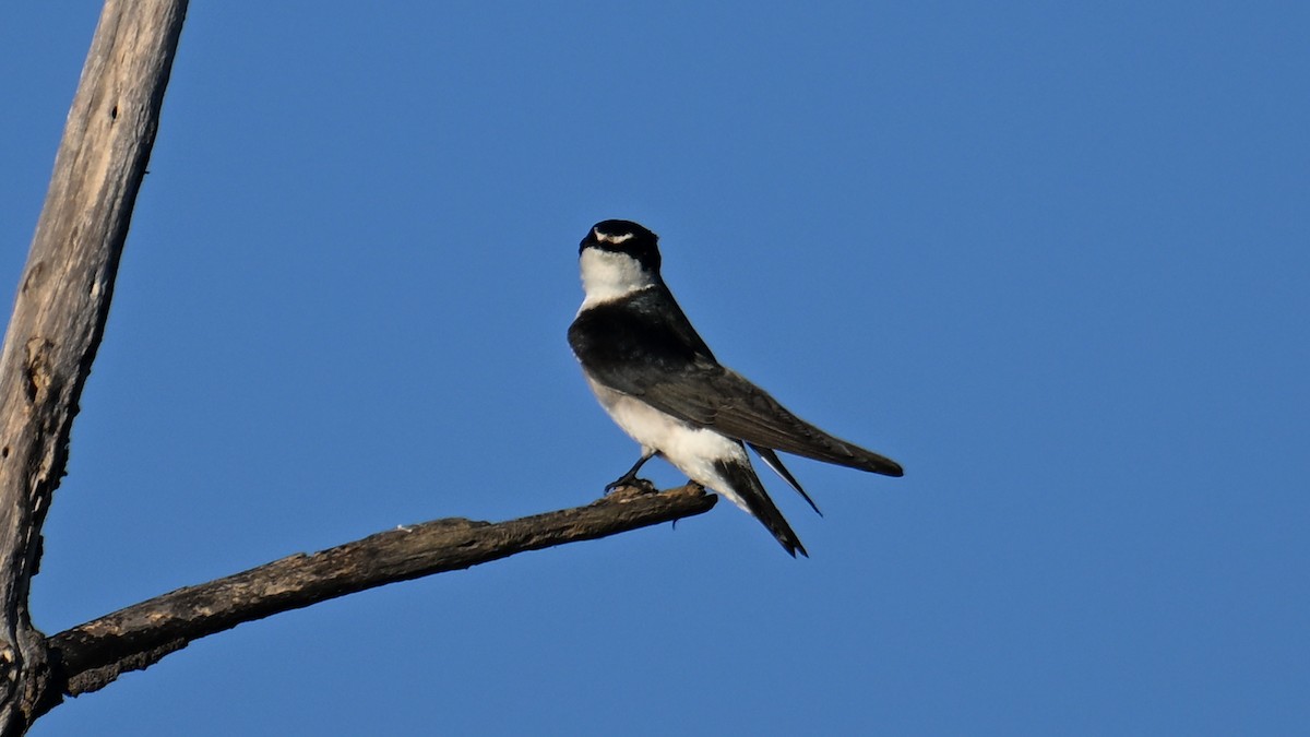White-rumped Swallow - ML640930382