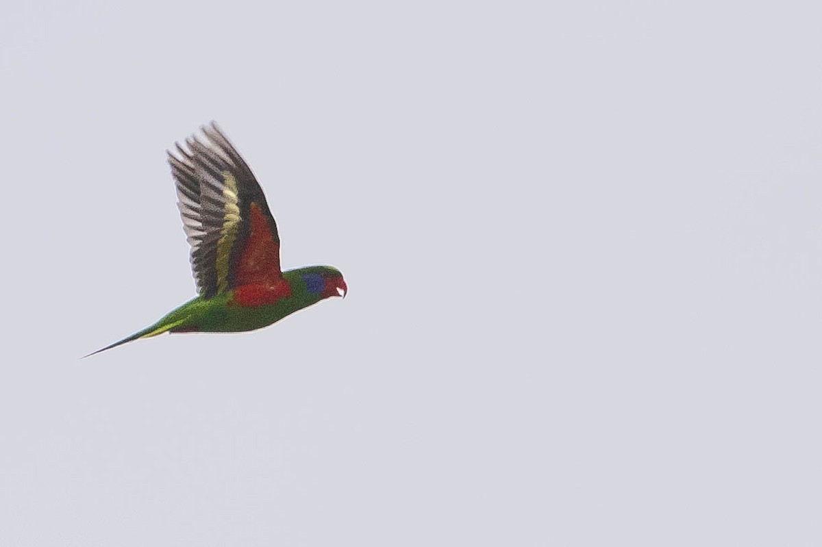 Red-flanked Lorikeet - ML640930451