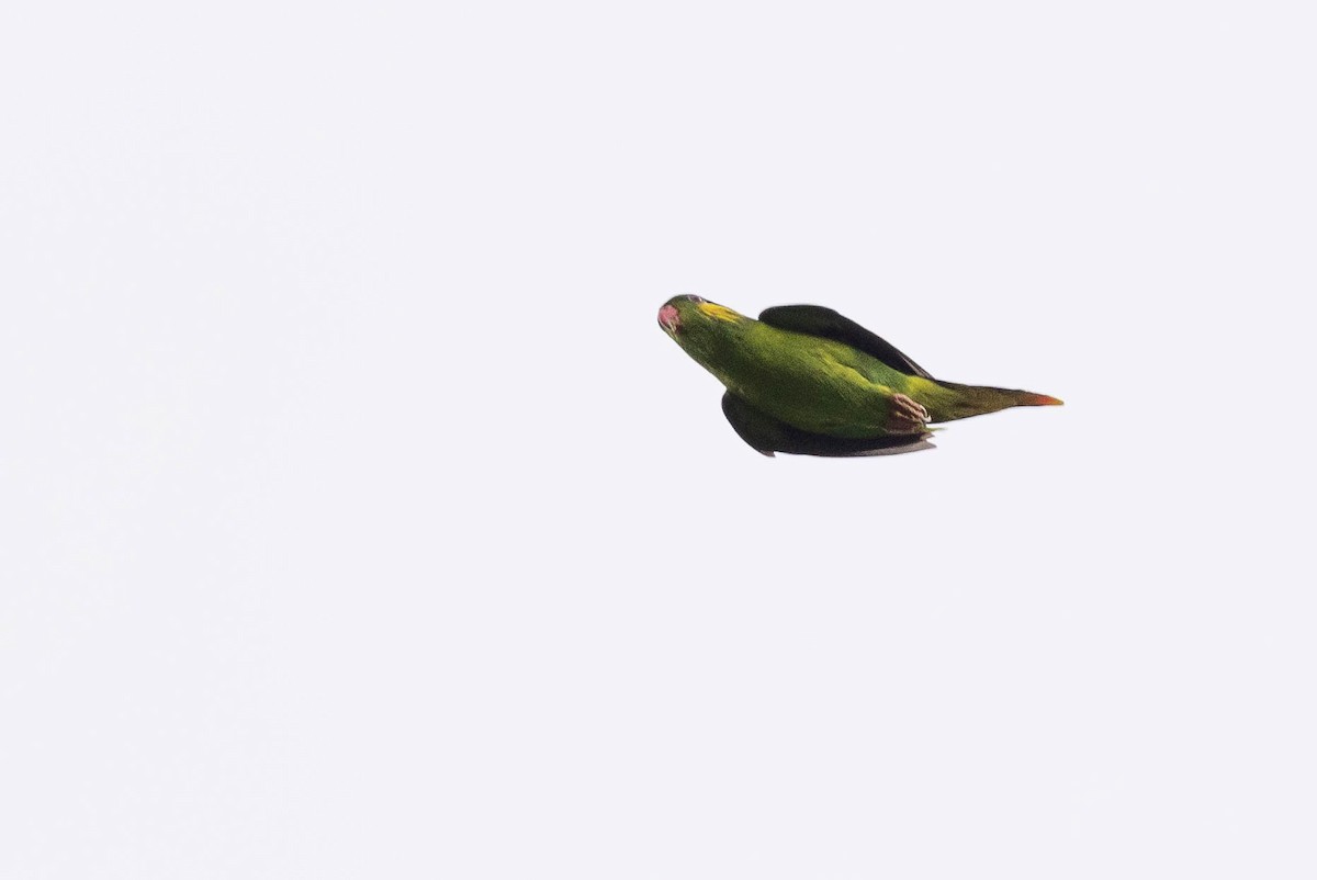 Red-flanked Lorikeet - ML640930452