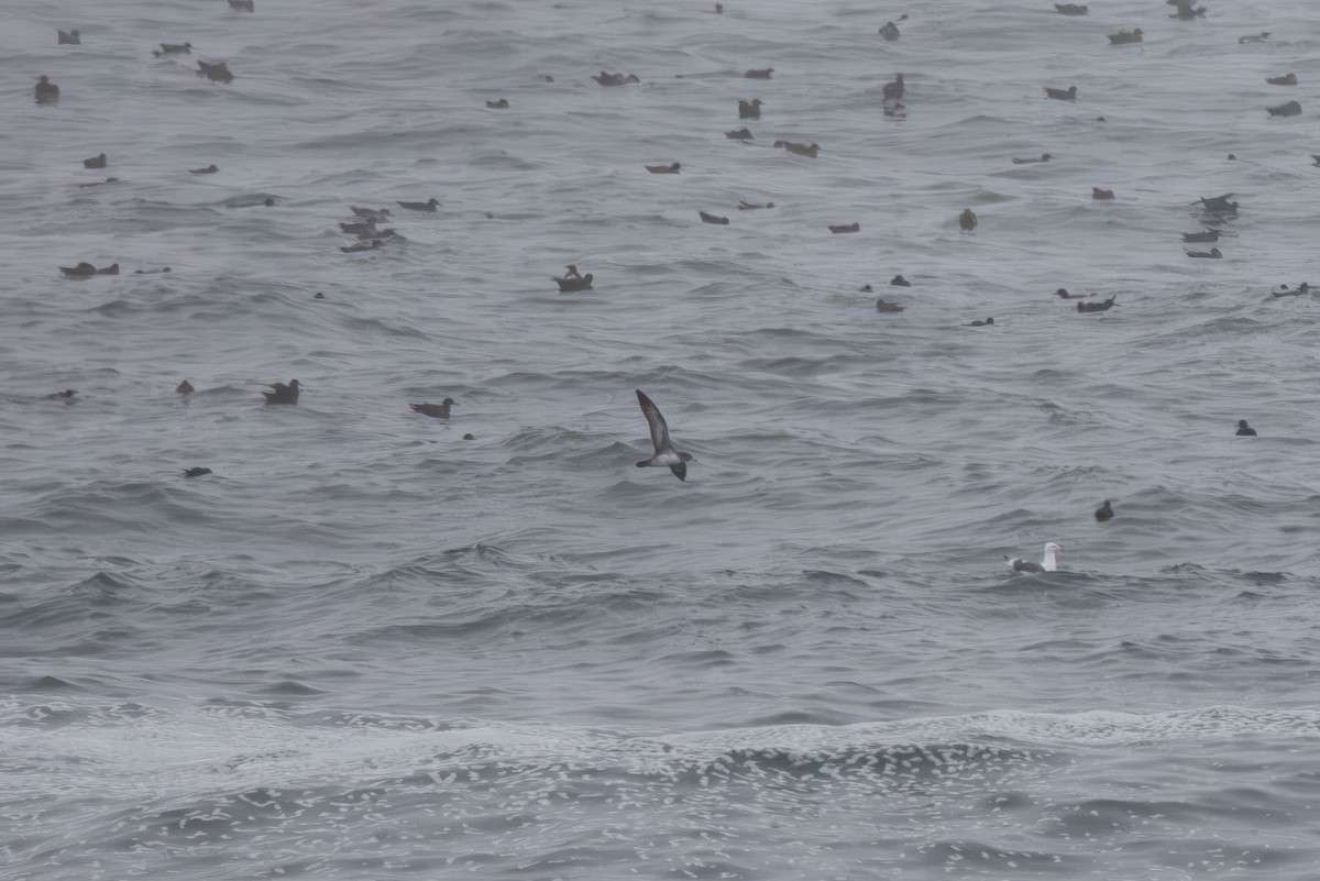 Pink-footed Shearwater - ML640930473