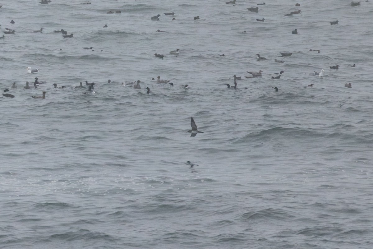 Pink-footed Shearwater - ML640930483