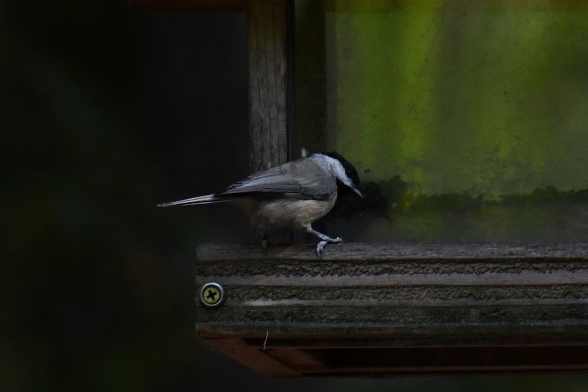 Carolina Chickadee - ML640930537