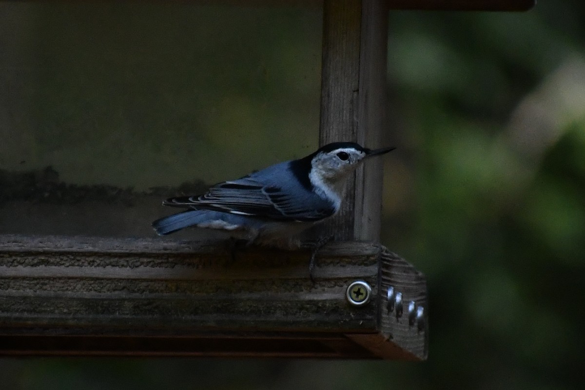 White-breasted Nuthatch (Eastern) - ML640930545