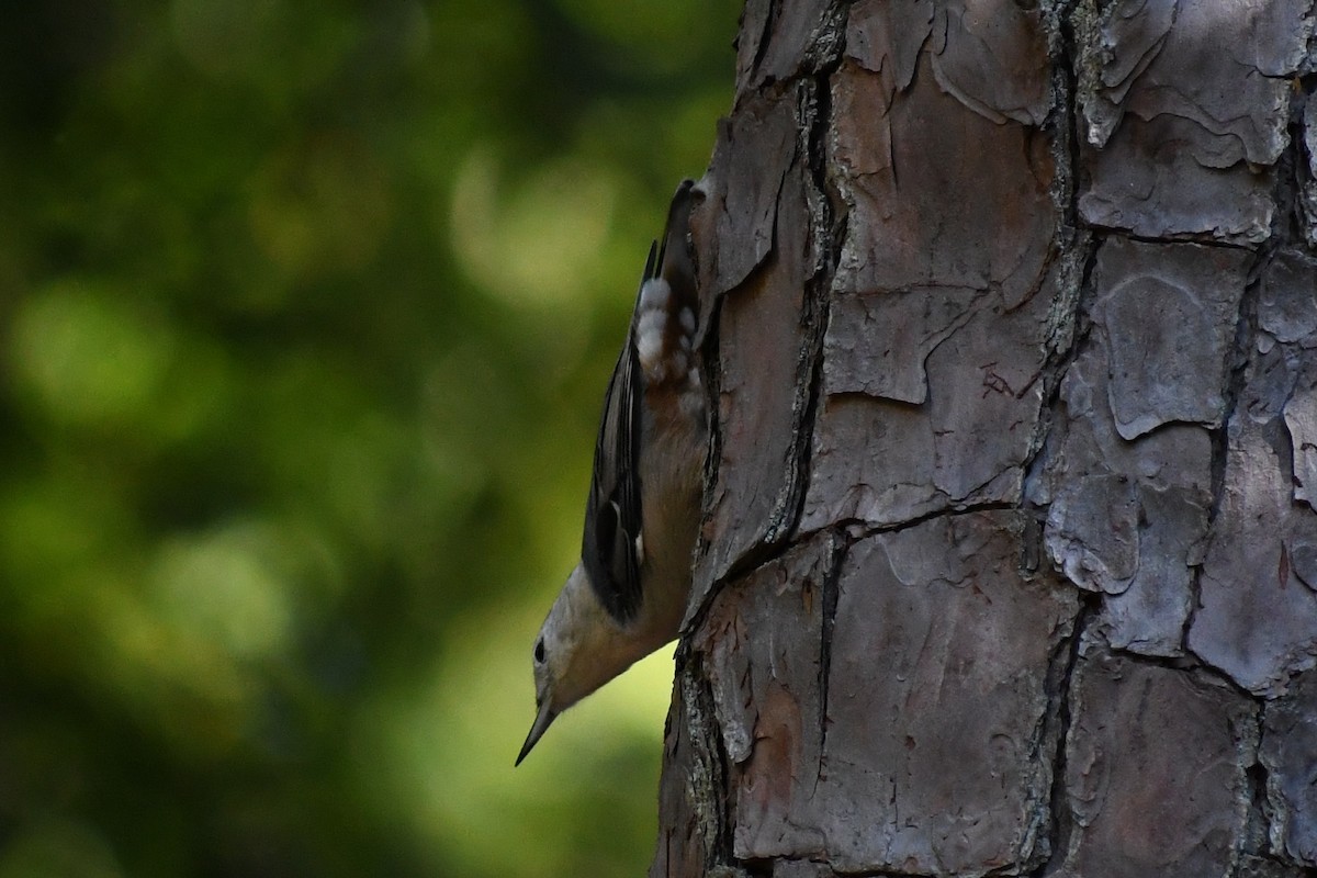 White-breasted Nuthatch (Eastern) - ML640930546