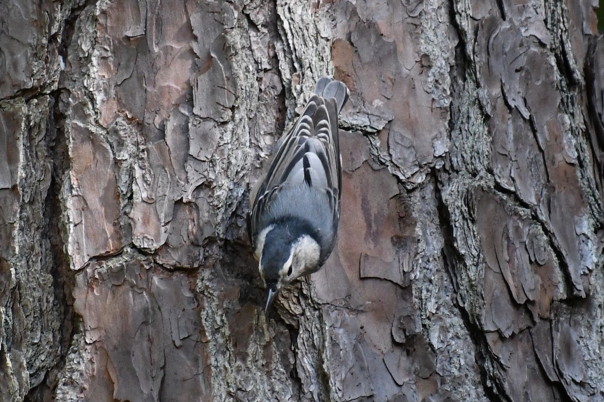 White-breasted Nuthatch (Eastern) - ML640930547