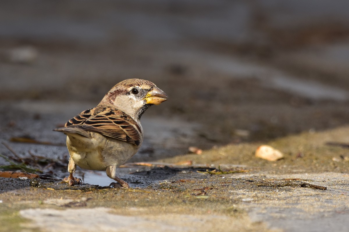 Italian Sparrow - ML640930553