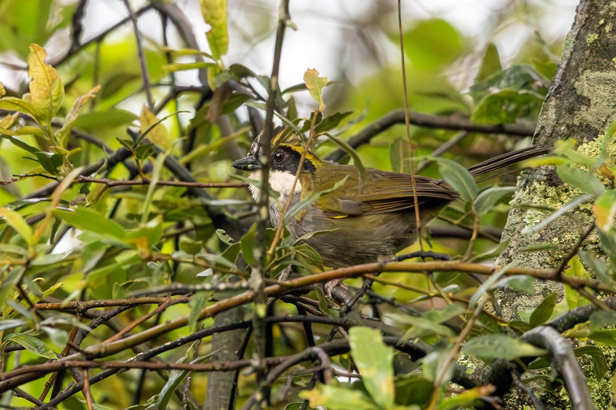 Green-striped Brushfinch - ML640930578