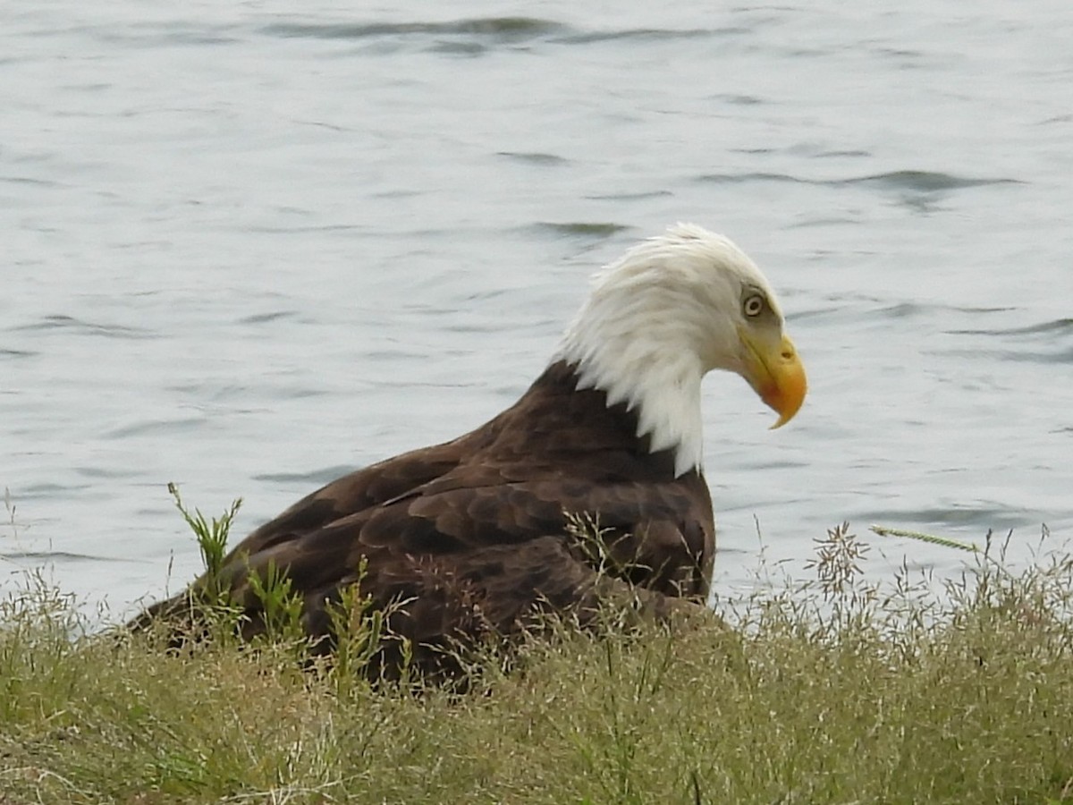 Bald Eagle - ML640930667