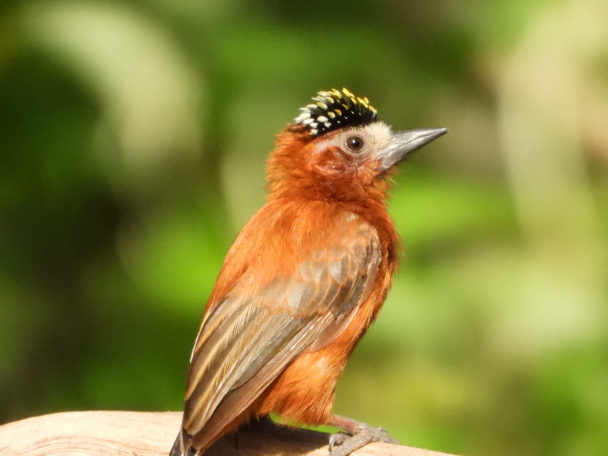 Chestnut Piculet - ML640930695