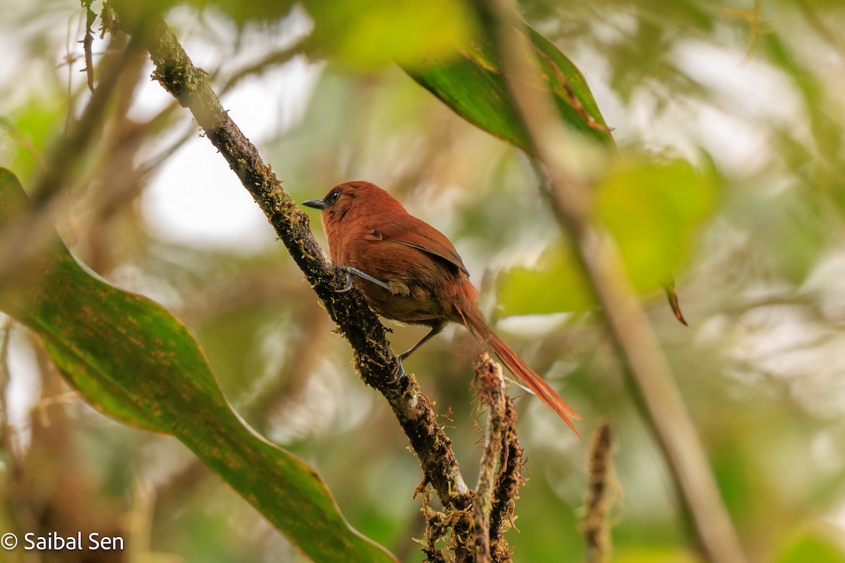 Rufous Spinetail - ML640930787