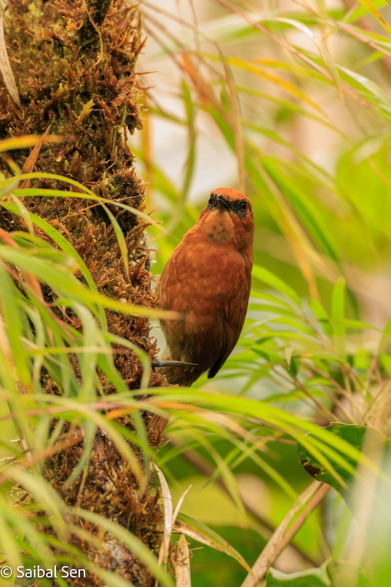 Rufous Spinetail - ML640930788
