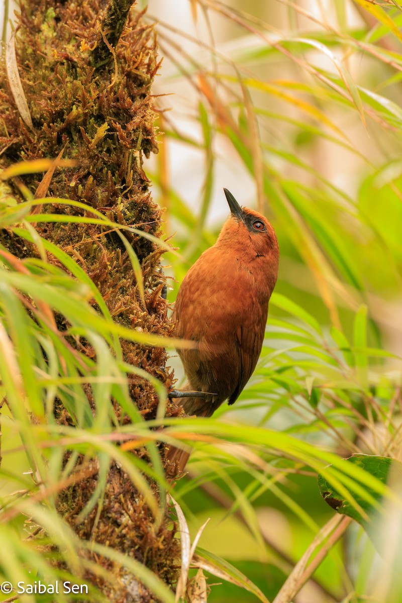 Rufous Spinetail - ML640930789