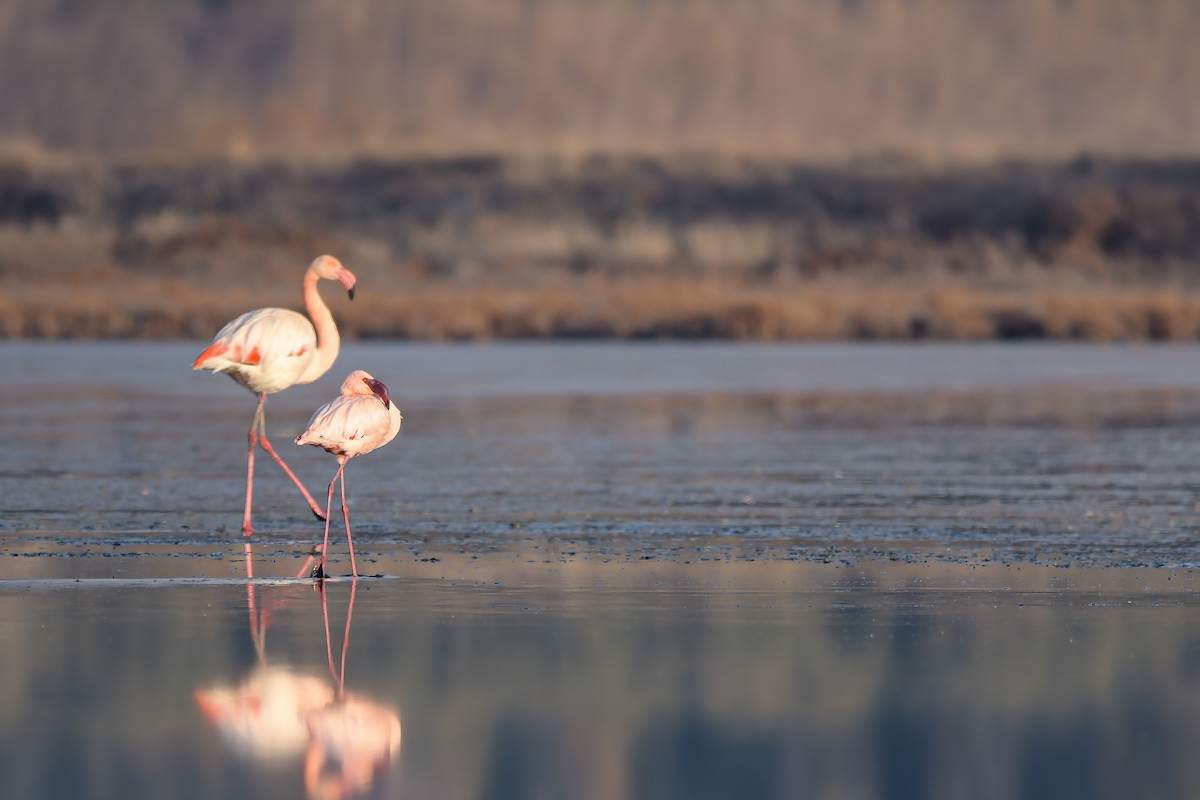 Lesser Flamingo - ML640930801